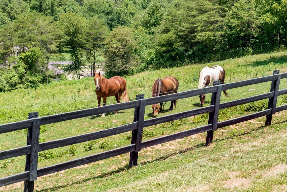 Brasstown Valley Resort & Spa Young Harris Dış mekan fotoğraf